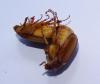 Rhizotrogus cicatricosus
